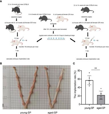 Seminal Plasma and Seminal Plasma Exosomes of Aged Male Mice Affect Early Embryo Implantation via Immunomodulation